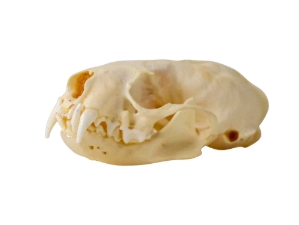Mink Skull 