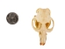 Muskrat Skull: #1 - 15-207-1 (Y1LC02)