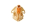 Muskrat Skull: #1 - 15-207-1 (Y1LC02)