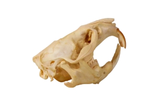 Muskrat Skull: #1 