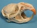 Muskrat Skull: #1 - 15-207-1 (Y1L)