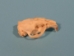Muskrat Skull: Top Only - 15-207-T (Y1J)