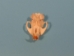 Muskrat Skull: Top Only - 15-207-T (Y1J)