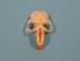 Muskrat Skull: Top Only - 15-207-T (Y1J)