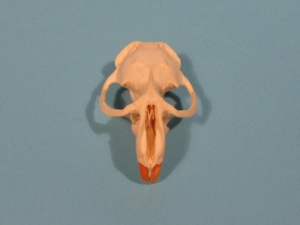 Muskrat Skull: Top Only 