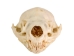 Otter Skull - 15-208-AS (Y1XC02)