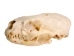 Otter Skull - 15-208-AS (Y1XC02)