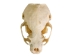 Otter Skull - 15-208-AS (Y1XC02)