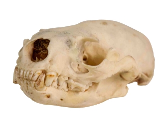 Otter Skull 