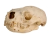 Otter Skull - 15-208-AS (Y1XC02)
