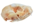 Raccoon Skull - 15-209 (Y3J)