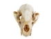 Raccoon Skull - 15-209 (Y3J)