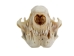 Raccoon Skull - 15-209 (Y3J)