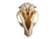 Raccoon Skull - 15-209 (Y3J)