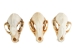 Raccoon Skull - 15-209 (Y3J)