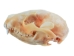 Raccoon Skull - 15-209 (Y3J)