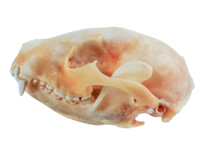 Raccoon Skull 