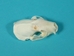 Spotted Skunk Skull - 15-210-2