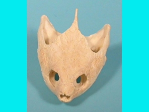 Snapping Turtle Skull 