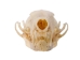 Marten Skull - 15-212 (Y2JC06)