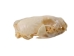 Marten Skull - 15-212 (Y2JC06)