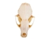 Marten Skull - 15-212 (Y2JC06)