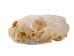 Marten Skull - 15-212 (Y2JC06)