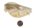 Opossum Skull - 15-213 (Y1XC01)