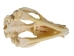 Opossum Skull - 15-213 (Y1XC01)