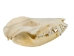 Opossum Skull - 15-213 (Y1XC01)
