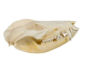 Opossum Skull 