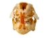 Porcupine Skull - 15-214 (Y2JC07)