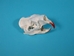 Porcupine Skull - 15-214 (Y2J)