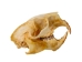 Porcupine Skull - 15-214 (Y2JC07)