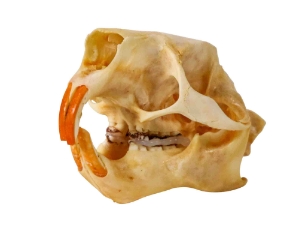 Porcupine Skull 
