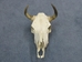 Steer Skull with Horns: Assorted - 15-217-AS