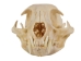 Bobcat Skull - 15-219 (Y1XC11)