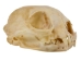 Bobcat Skull - 15-219 (Y1XC11)