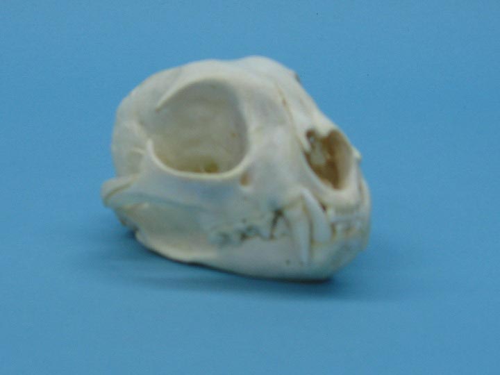 Bobcat Skull 