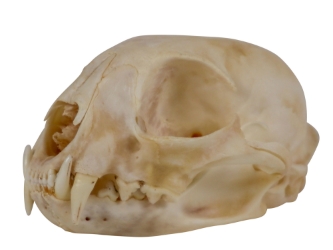 Bobcat Skull 