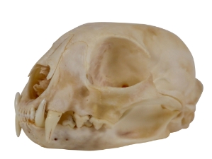 Bobcat Skull 
