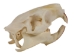 Nutria Skull - 15-220 (Y1XC11)