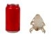 Nutria Skull - 15-220 (Y1XC11)