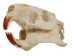 Nutria Skull - 15-220 (Y1XC11)