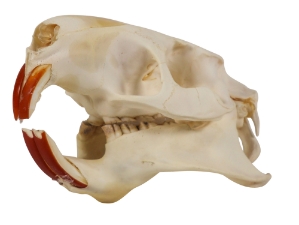 Nutria Skull 