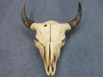 Buffalo Skull: Assorted 