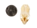 Ermine Skull - 15-229 (Y1KC02)