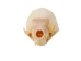 Ermine Skull - 15-229 (Y1KC02)