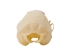 Ermine Skull - 15-229 (Y1KC02)