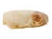Ermine Skull - 15-229 (Y1KC02)